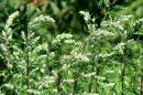 Beifuss - Artemisia vulgaris * 1158 x 772 * (379KB)